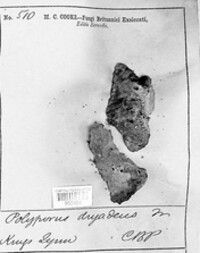 Pseudoinonotus dryadeus image